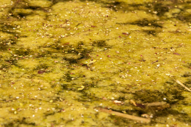 カエル - 水の生い茂った池の水中の水中のアヌラ。 - frog lily pond water ストックフォトと画像