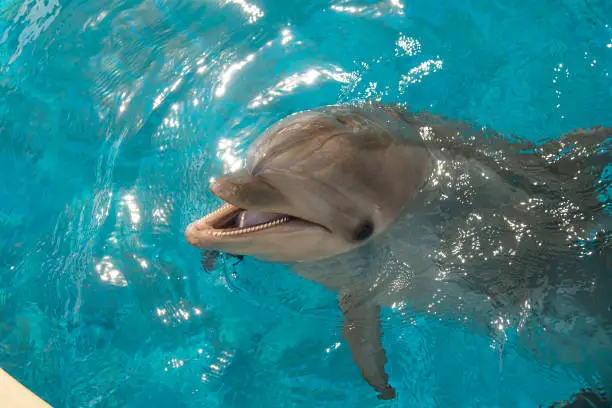 Smiling dolphin with open mouth.