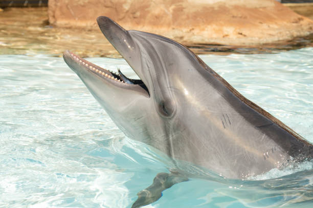 How Do Dolphins Stun Fish?