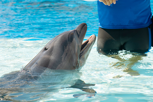 Dolphin waiting for command from its trainer.