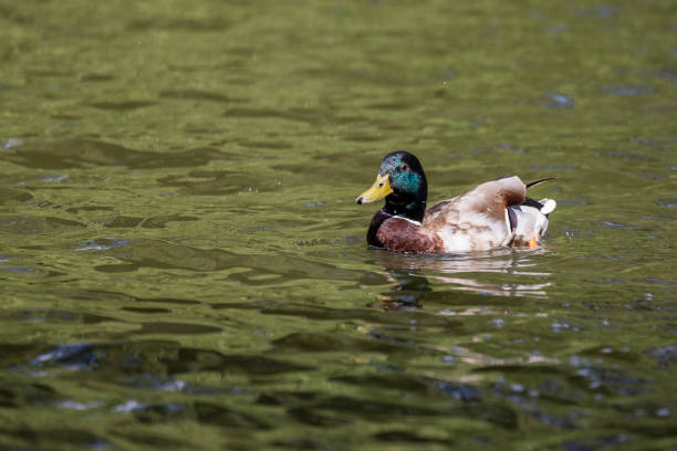 istock A colorful duck swims on a pond. There are circles around him 1347948838