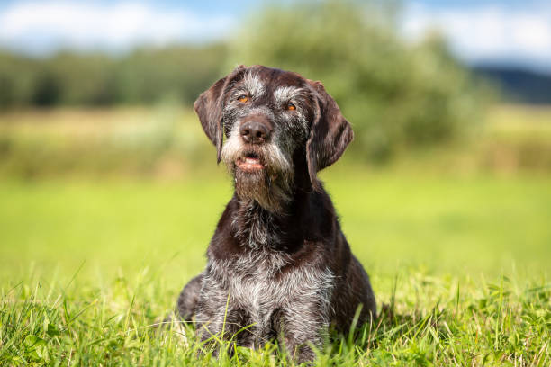 istock Summer portrait of a cute German wire-haired pointer 1347949163