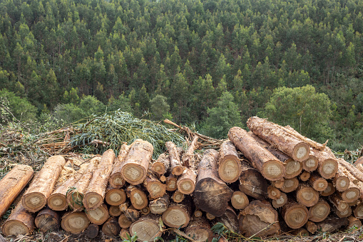 Pila de troncos de árboles con bosque al fondo photo