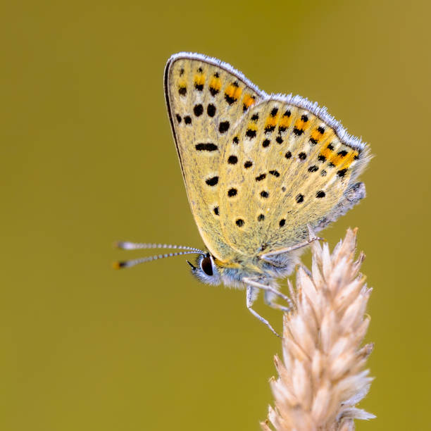 istock European Butterfly Sooty Copper 1347951390