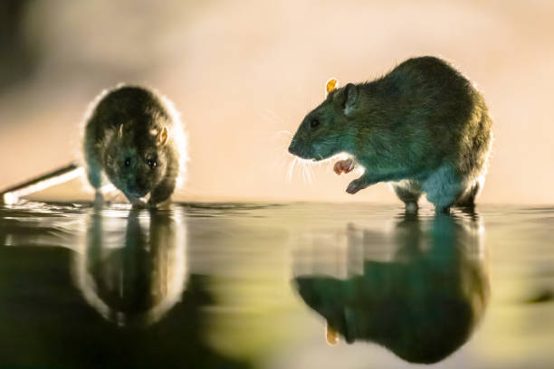 istock Two Brown rats in darkness walking in water 1347951458