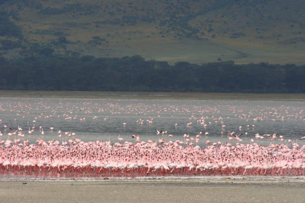 Flamboyance of Lesser Flamingos resting and feeding (Phoeniconaias minor) against the backdrop of Lake Magadi inside of Ngorongoro Crater in Tanzania. stock photo