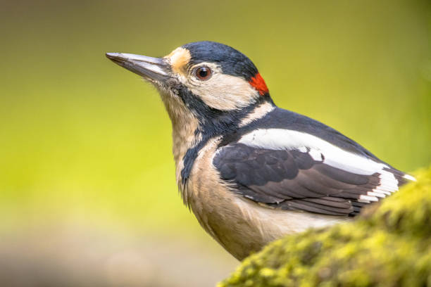istock Great spotted woodpecker in portrait 1347951747