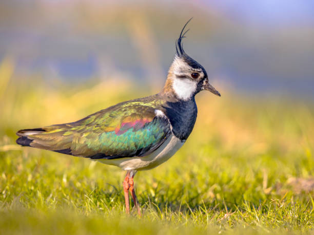 istock Northern lapwing foraging in grassland Netherlands 1347951787