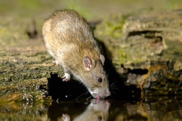 istock Brown rat in darkness drinking on river bank 1347952458