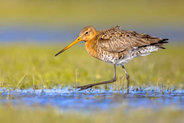 schwarzschwanz-godwit-watvogel im natürlichen lebensraum - animal beak bird wading stock-fotos und bilder