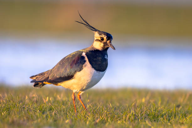 forrajeo de la avispa del norte en pastizales países bajos - lapwing fotografías e imágenes de stock