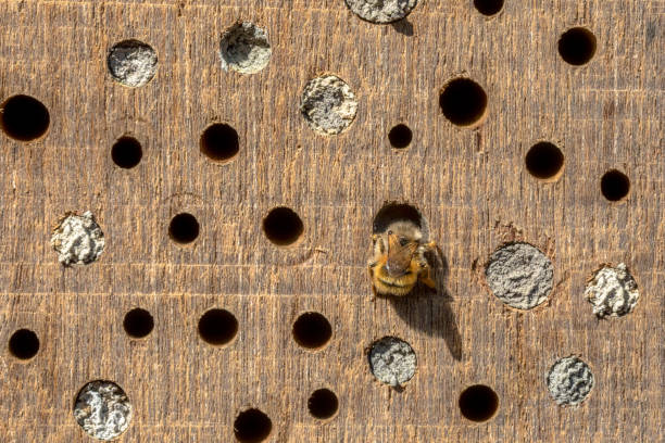 Wild bee building nest in insect hotel
