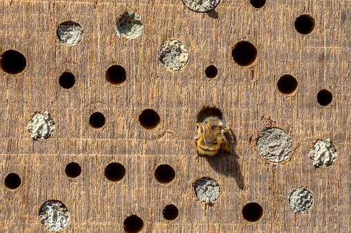 Wild bee building nest in insect hotel in wooden log. teh Netherlands. Wildlife scene in nature of Europe