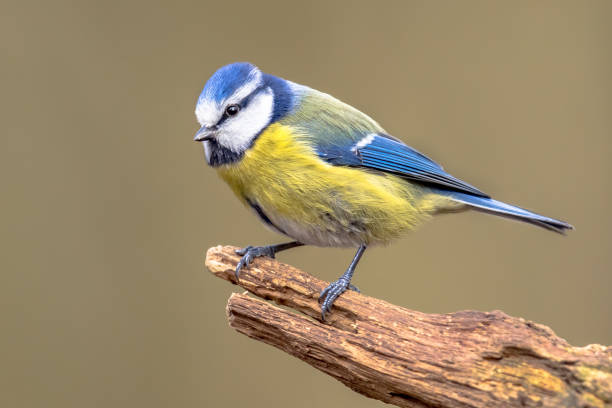 istock Eurasian Blue Tit perched on log looking 1347953533