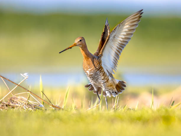 istock Black-tailed Godwit wader bird in natural habitat 1347953631