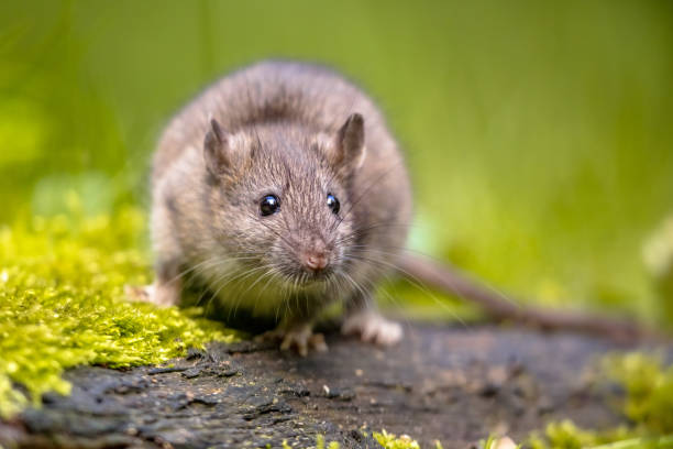 istock Brown rat in grass on river bank 1347954019