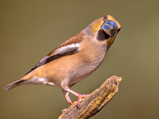istock Hawfinch male bird foraging on blurred background 1347954075