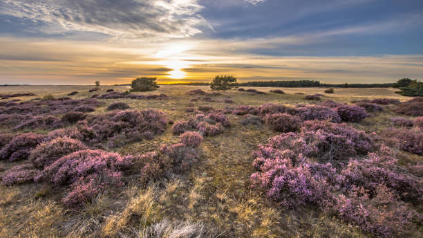 istock Beautiful landscape scenery of heathland 1347954099