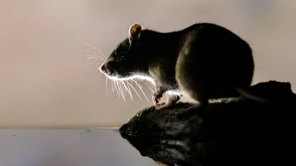 강둑의 어둠 속에서 갈색 쥐. 스톡 사진