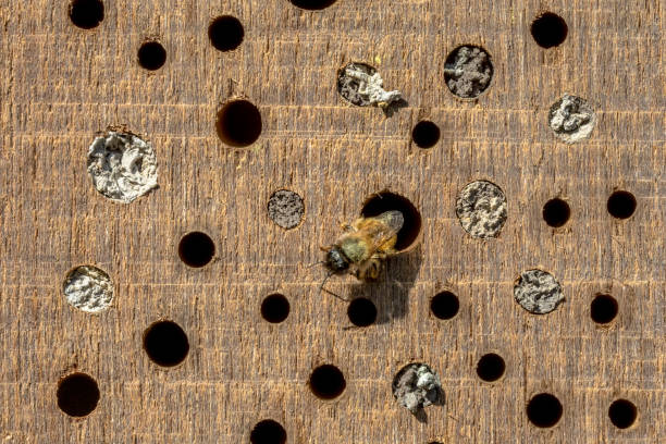 istock Wild bee building nest in insect hotel 1347954797