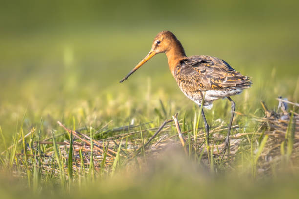 istock Black-tailed Godwit wader bird in natural habitat 1347954946