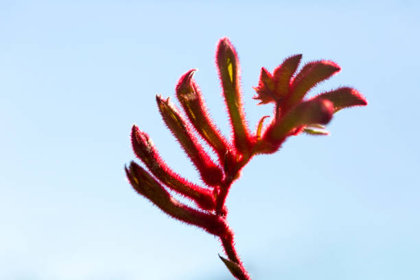 Red Kangaroo Paw buds and flowers, macro photography, background with copy space stock photo