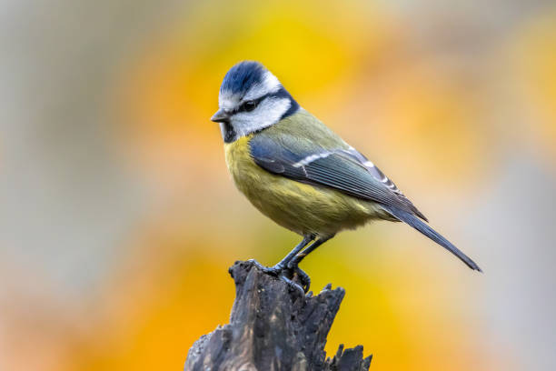 istock Eurasian Blue Tit perched on log with colorful background 1347955184