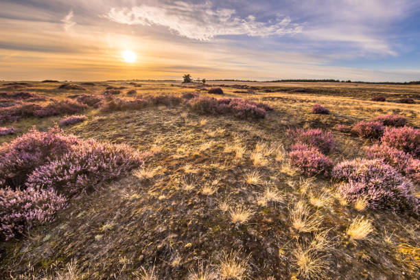 istock Blooming heath landscape scenery of heathland 1347955243