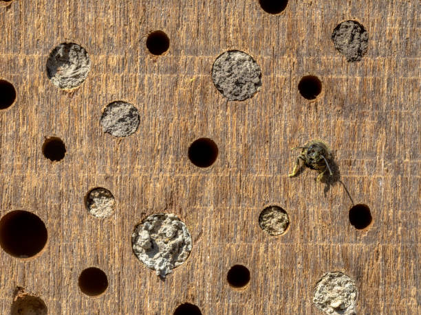istock Wild bee building nest in insect hotel 1347955498