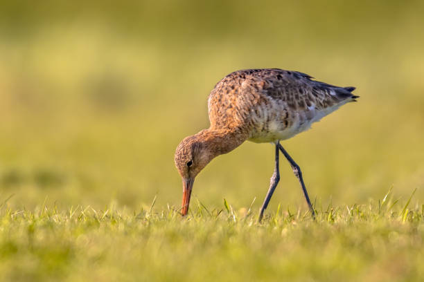 istock Black-tailed Godwit wader bird in natural habitat 1347955507