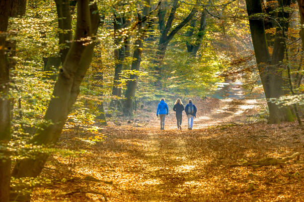 menschen auf dem gehweg im dunstigen herbstwald - herbstwald stock-fotos und bilder