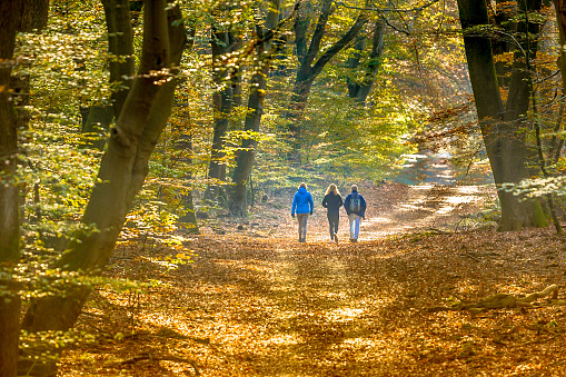 People on Walkway in hazy autumn forest