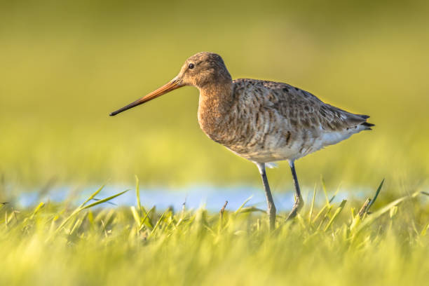 istock Black-tailed Godwit wader bird in natural habitat 1347956378