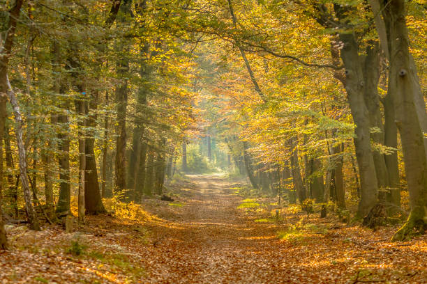istock Walkway in hazy autumn forest 1347956489