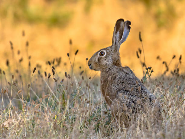 istock Lepus. Wild European brown hare on orange background 1347957824