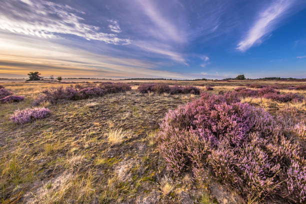 istock Enchanting landscape scenery of heathland 1347957986