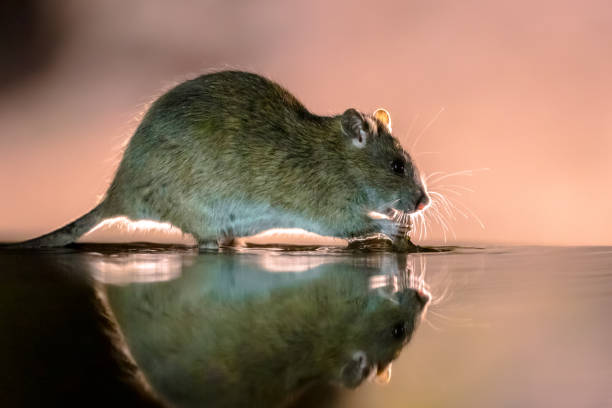 istock Brown rat in darkness walking in water 1347958044