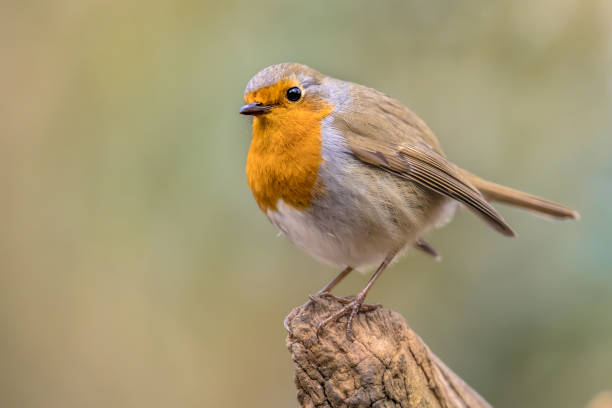 istock Red Robin bird in ecological garden 1347958068