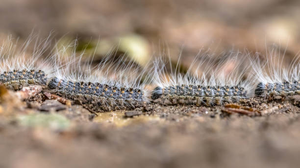 orugas procesionarias de roble - branch caterpillar animal hair insect fotografías e imágenes de stock