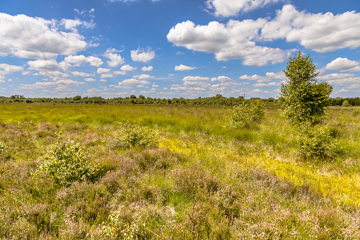 Raised bog, also called ombrotrophic bog Nature reserve de Witten in Drenthe Province, the Netherlands. Landscape scene in european nature.