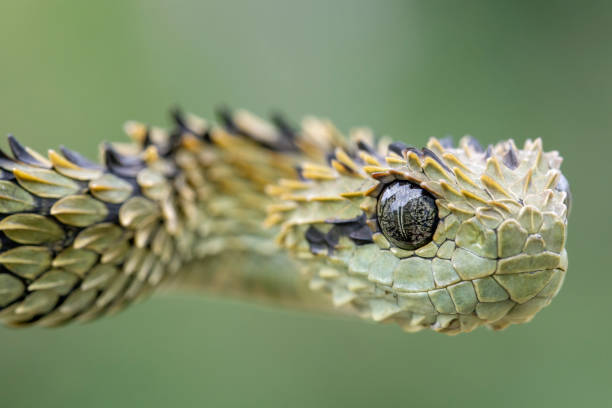 haarige buschviper (atheris hispida) im regenwald - viper stock-fotos und bilder