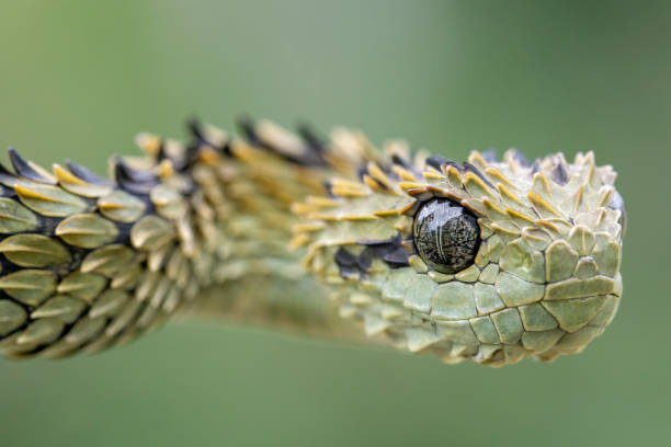 Hairy Bush Viper (Atheris hispida) in Rainforest Hairy Bush Viper (Atheris hispida) in Rainforest viper stock pictures, royalty-free photos & images