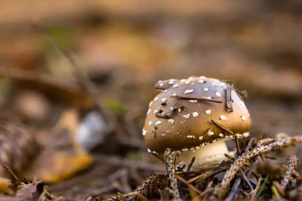 a close-up shot of a small brown toadstool in the autumnal forest