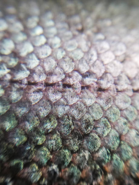 istock Salmon scales  in close-up, macrophotography 1347964357
