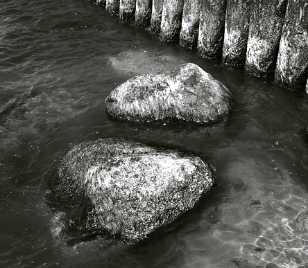 Two stones and old wooden breakwater overgrown with algae in the water on the Baltic sea beach, black and white, close-up