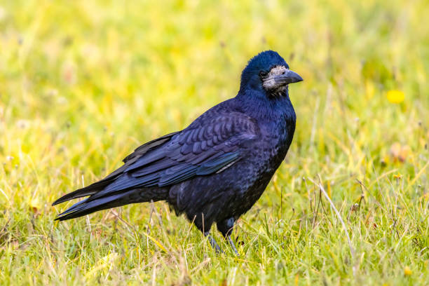 istock Portrait of Eurasian rook 1347964508