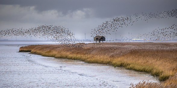 Huge flock of migrating birds European starling (Sturnus vulgaris) taking off from feeding habitat in Lauwersmeer. Wildlife scene in nature of Europe. Netherlands.