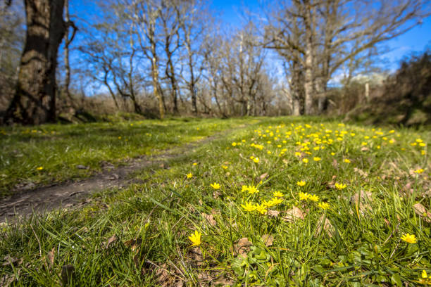 yellow flower of pilewort in spring Yellow flowers of pilewort (Ranunculus ficaria) spring messenger on grassy lane in Marchand April, La Brenne, France ficaria verna stock pictures, royalty-free photos & images