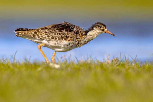 istock Ruff water bird feeding in grassland 1347964642