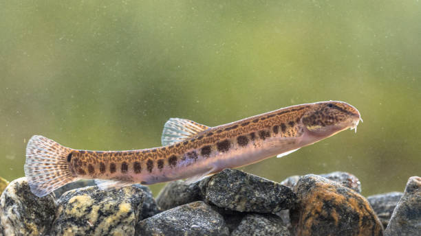 Spined loach in water Spined loach (Cobitis taenia) is a freshwater fish in Europe. It is also known as spotted freshwater loach. It is found in oxygen rich water of rivers, brooks and still water. spined stock pictures, royalty-free photos & images
